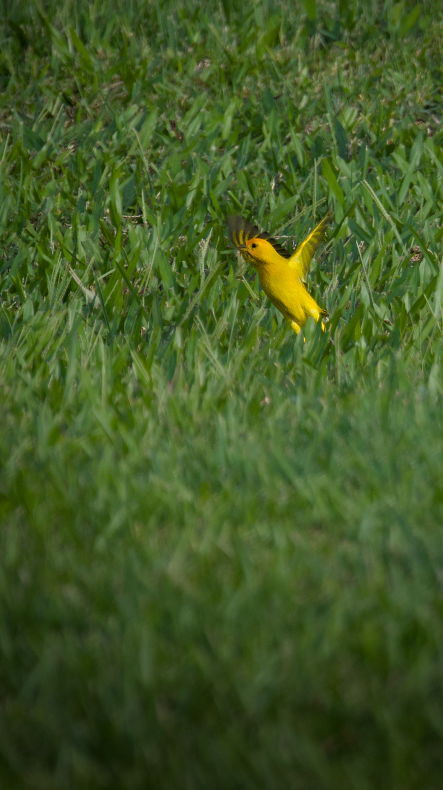 2025-05-21-070142==Nikon=D5600=1_1250=4.0=300.0mm=320_ISO=DSC_4335.jpg