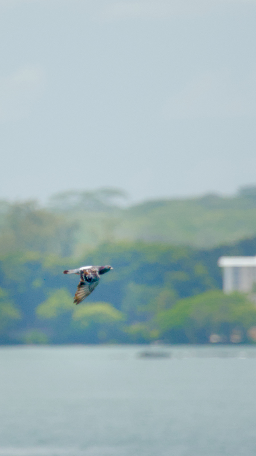 2025-06-06-111626==Nikon=D5600=1_1600=4.0=300.0mm=800_ISO=DSC_7282.jpg