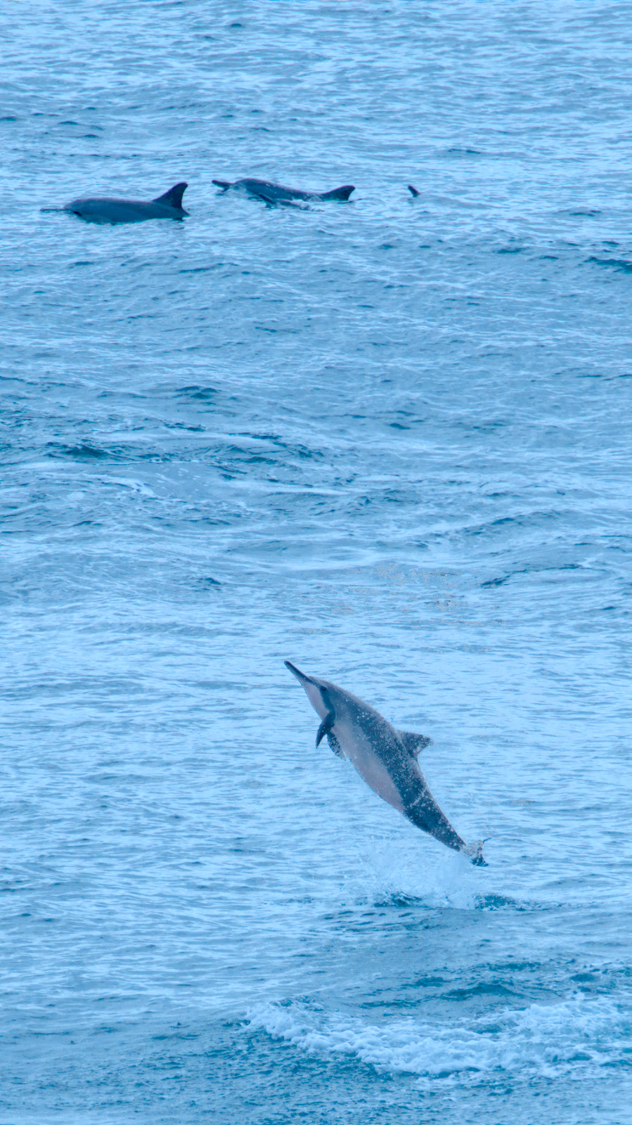 2025-06-12-090110==Nikon=D5600=1_2500=4.0=300.0mm=140_ISO=DSC_8060.jpg