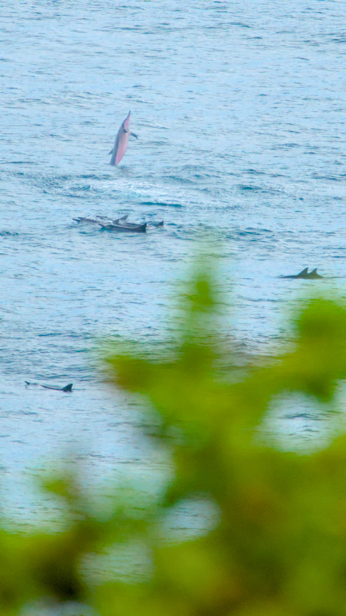 2025-06-12-090518==Nikon=D5600=1_2500=4.0=300.0mm=280_ISO=DSC_8710.jpg