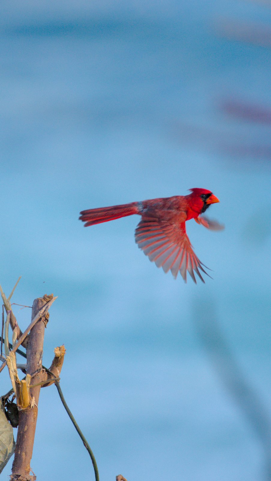 Cardinal in flight at Honolii