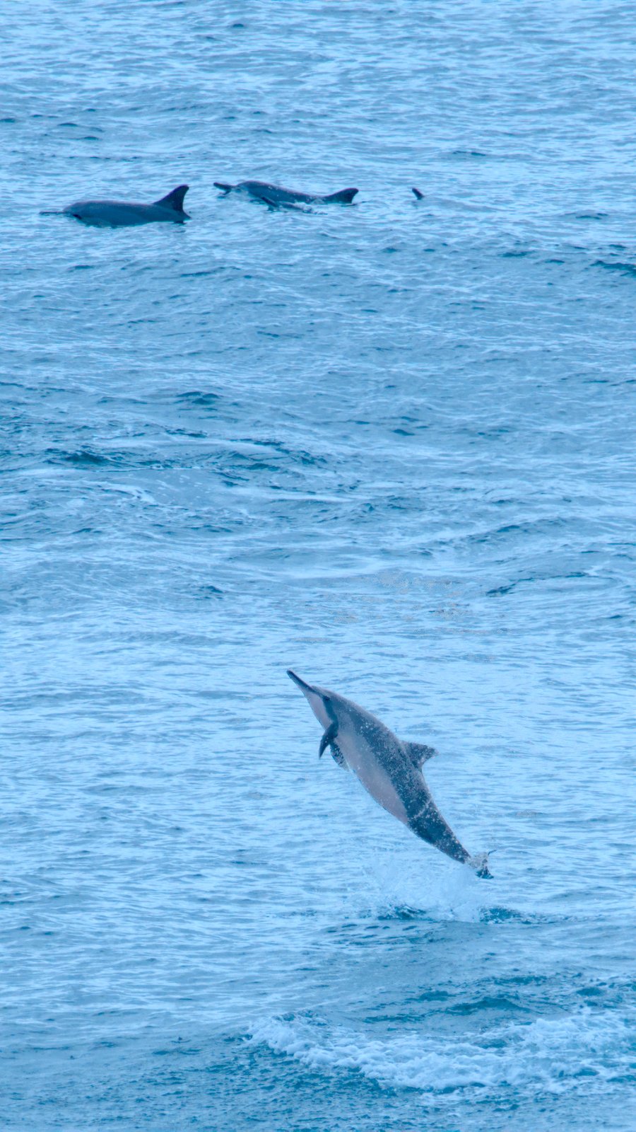 Dolphins at Honolii