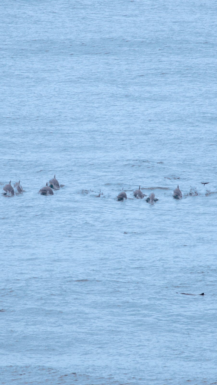 Dolphins at Honolii