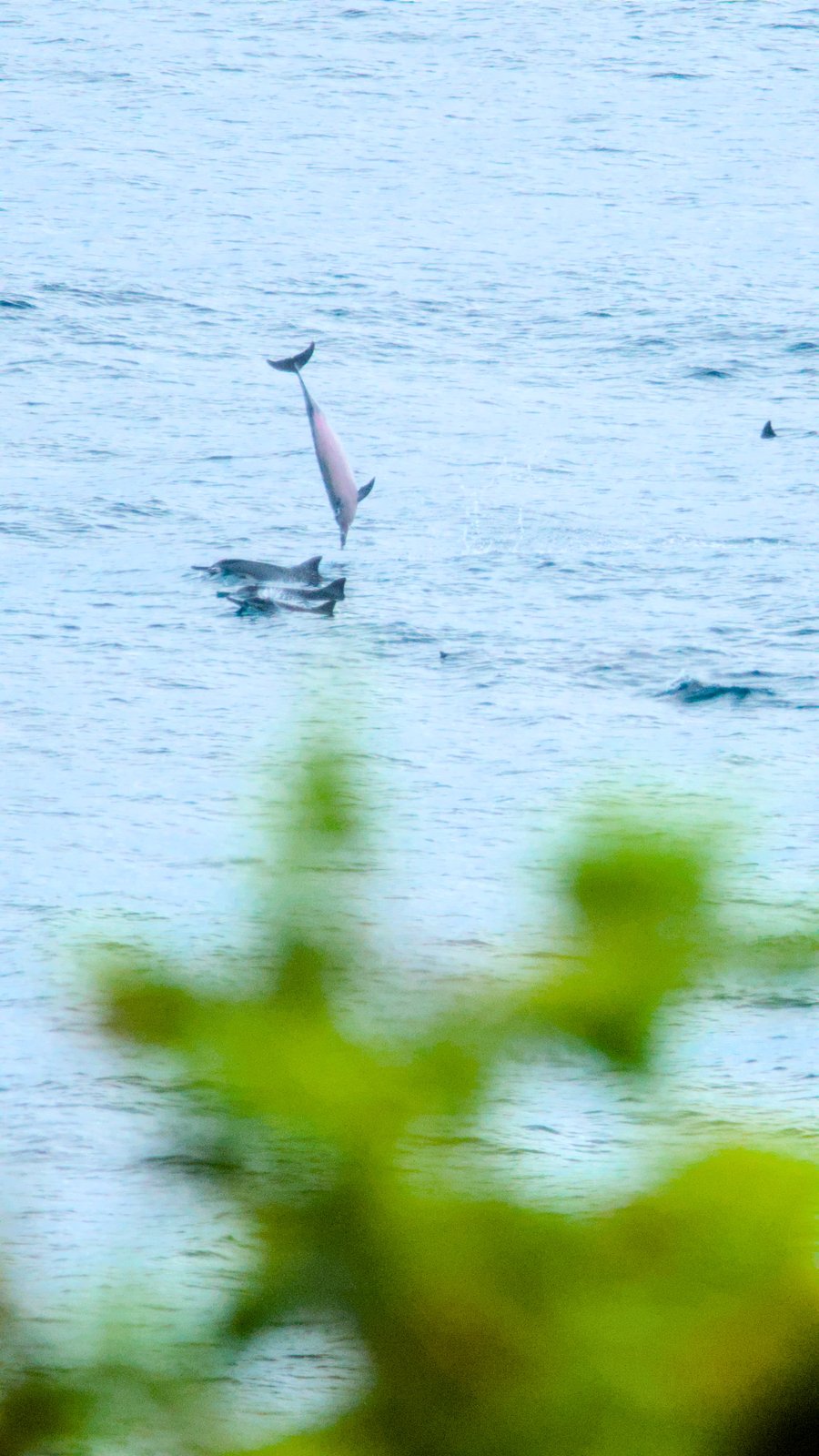Dolphins at Honolii