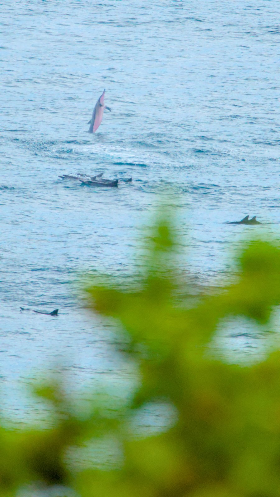 Dolphins at Honolii