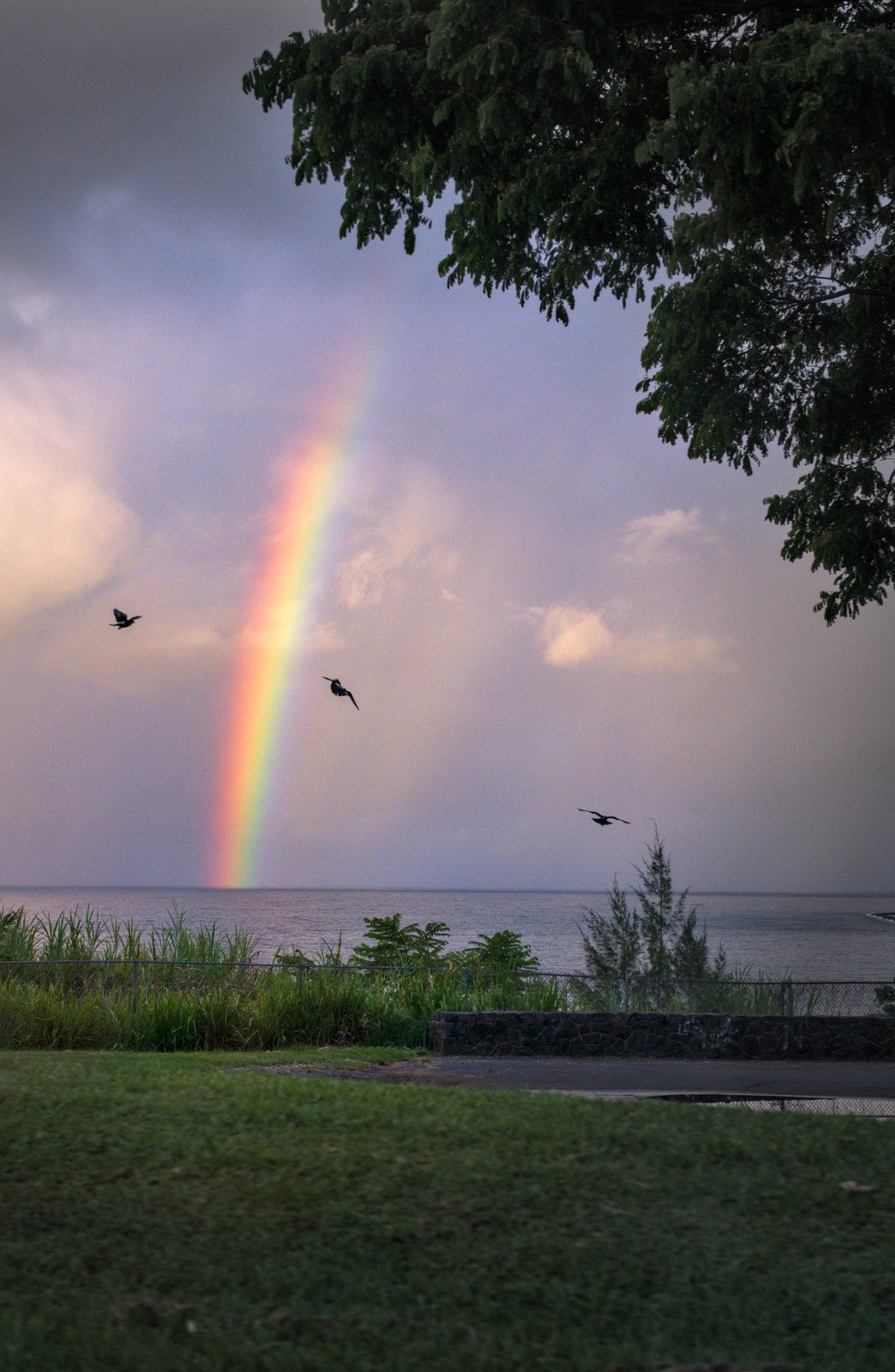 Rainbow