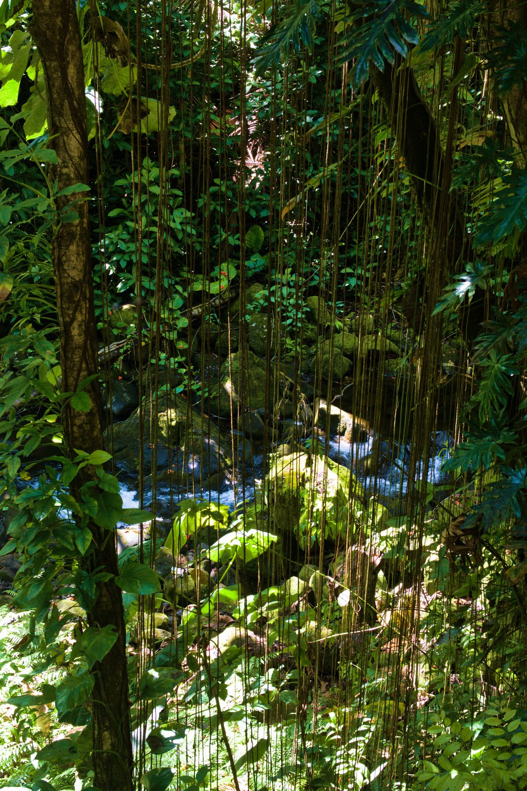 Honomu gulch