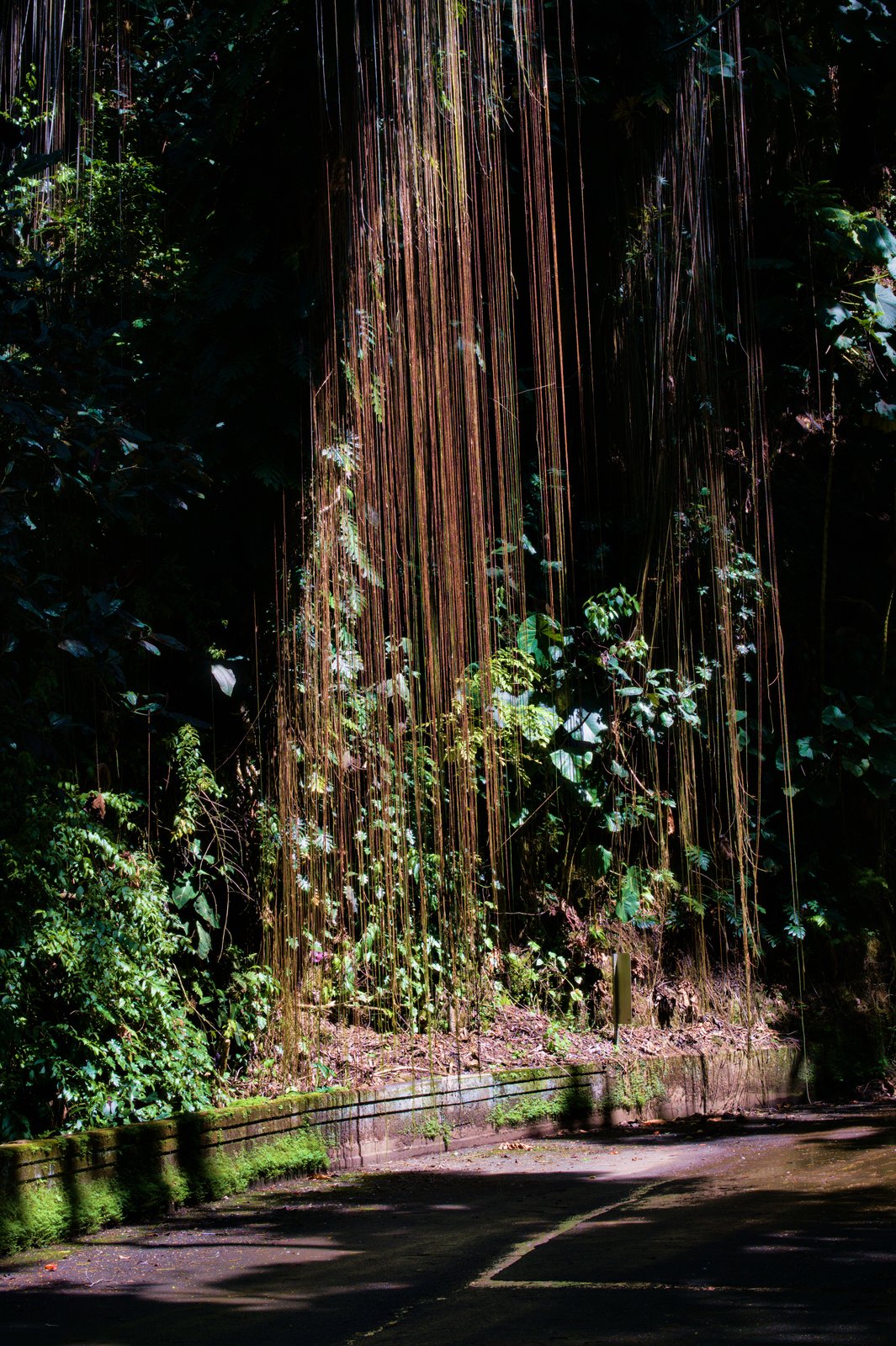 Honomu gulch