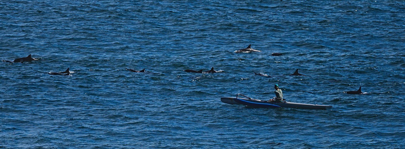 Dolphins to starboard