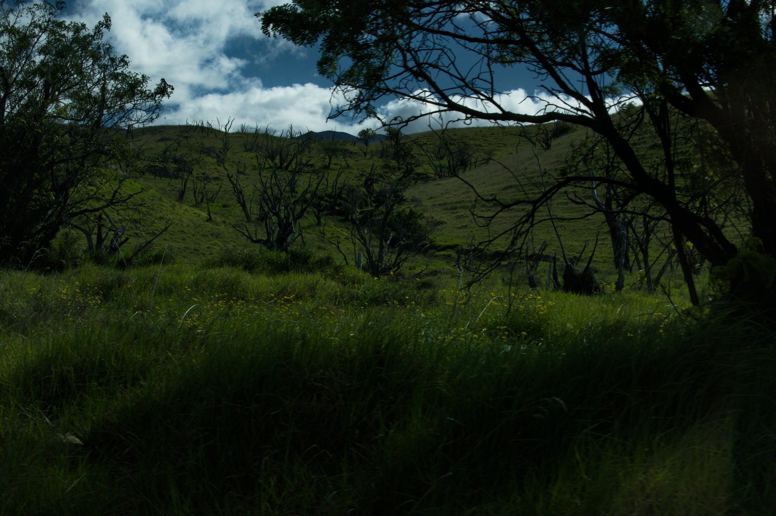 Green Oasis on Mauna Kea