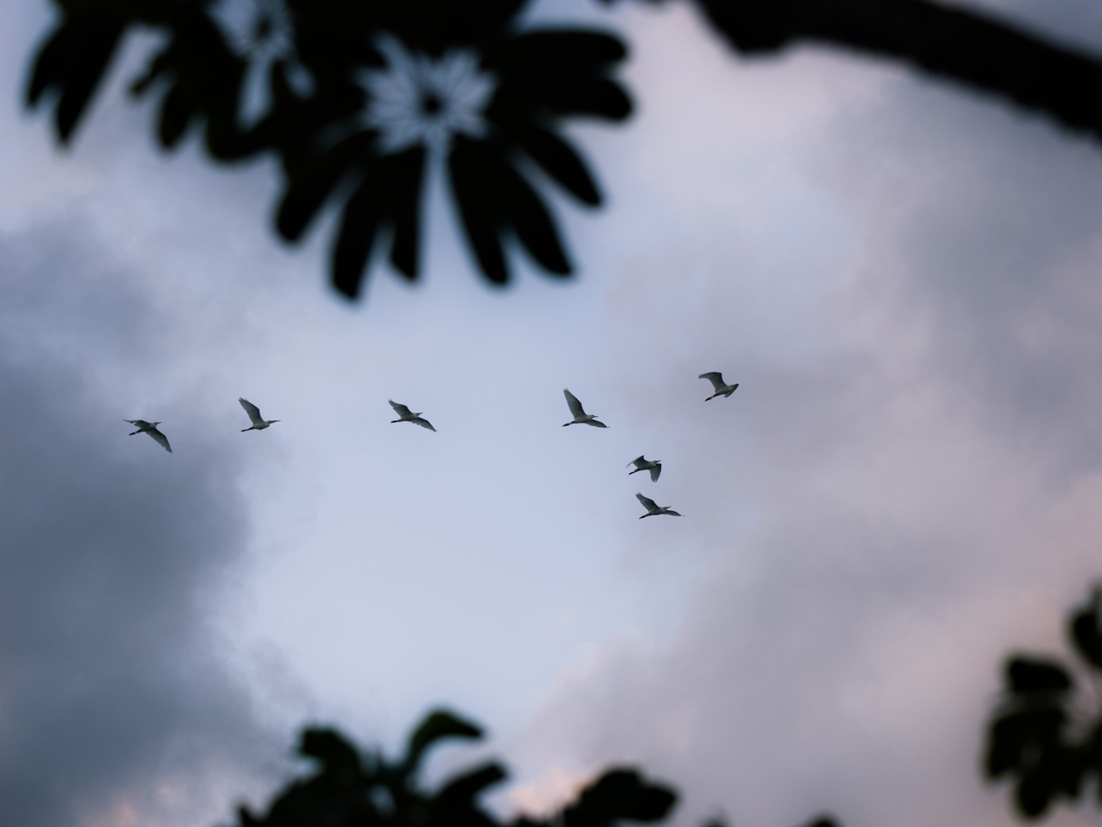 Birds Over Honolii