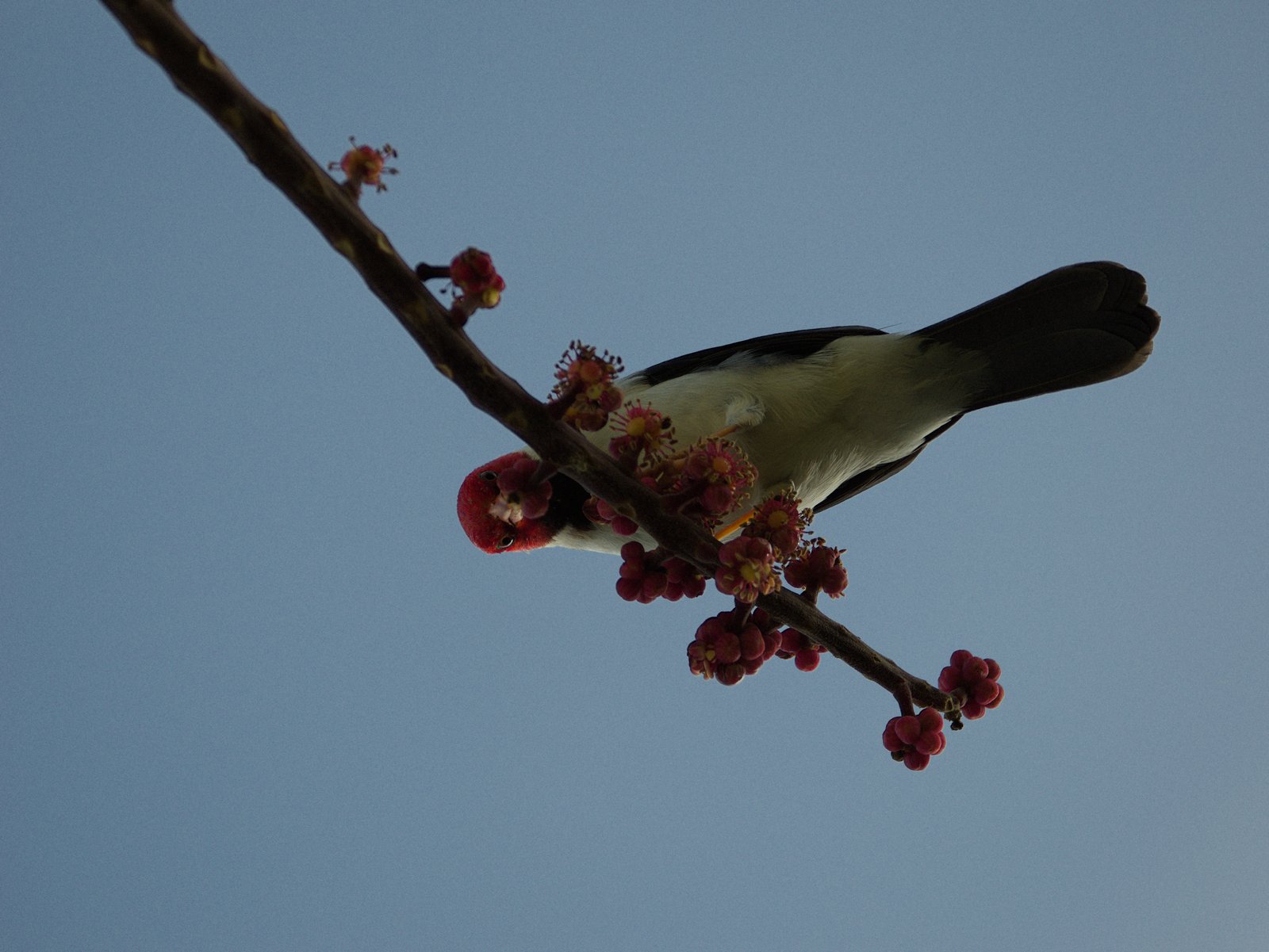I Photographed Him & He Shat on Me