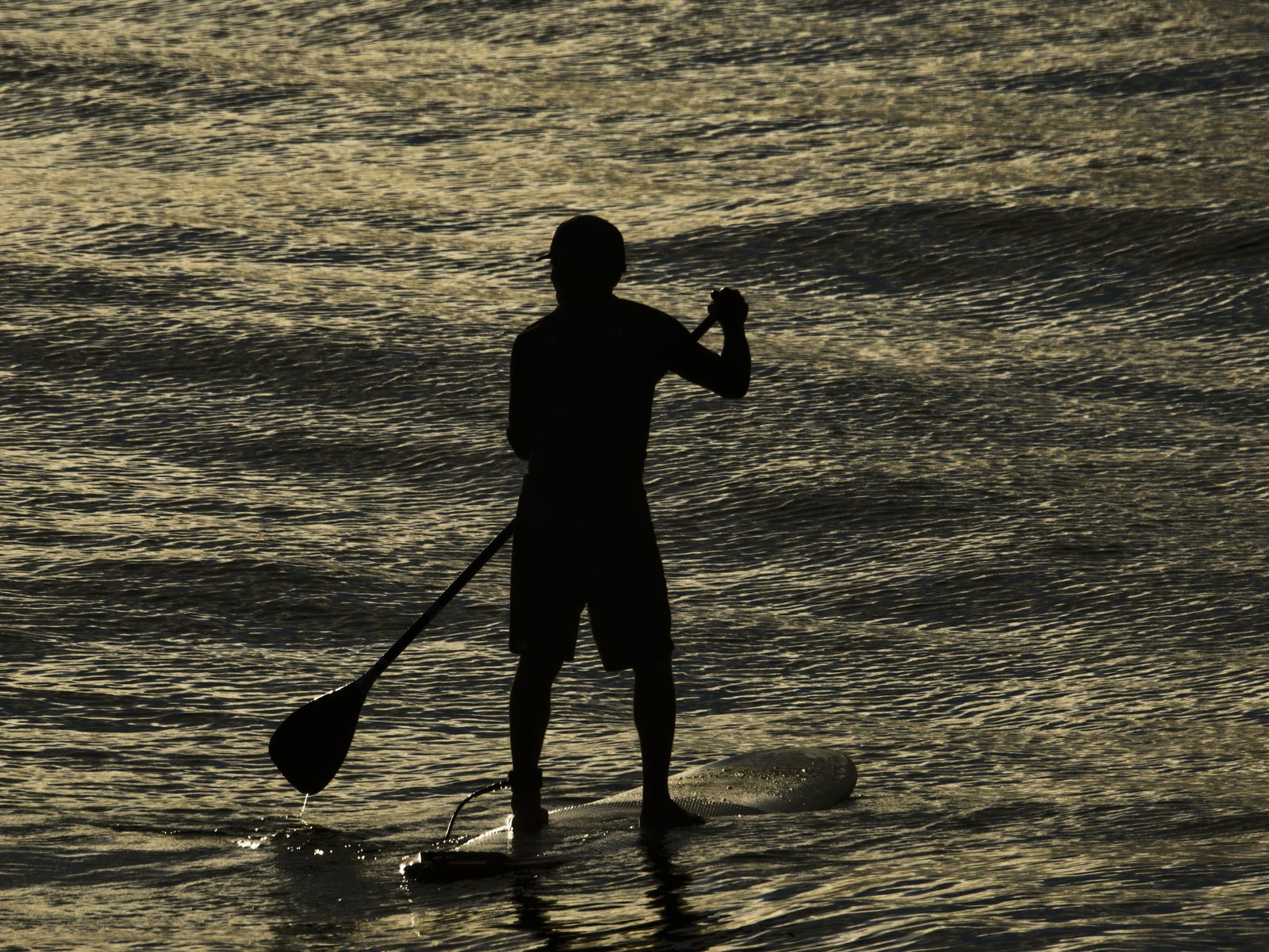 Paddleboarder Silhouette