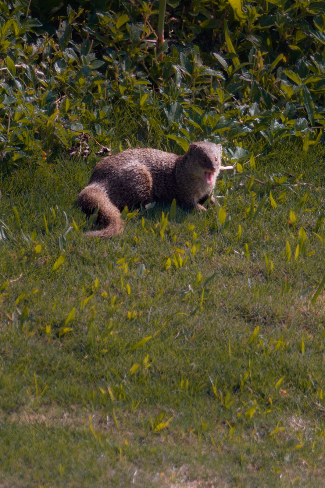Mongoose